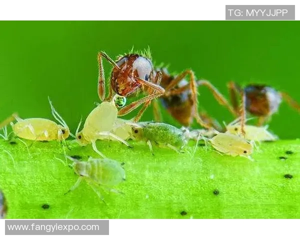蚂蚁与足球明星球员的精彩碰撞揭示运动与自然的奇妙联系
